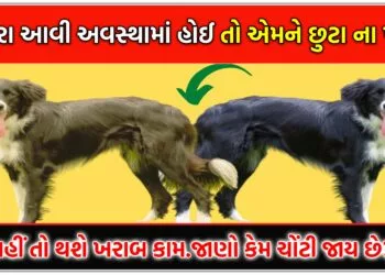 2 કૂતરા આવી અવસ્થામાં હોઈ તો એમને છુટા ના પાડતા,નહીં તો થશે ખરાબ કામ.જાણો કેમ ચોંટી જાય છે?.