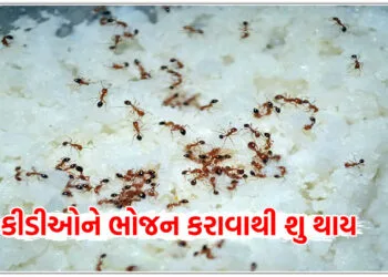 કીડીઓને ભોજન કરાવાથી શુ થાય?,શાસ્ત્રો માં છે એનો ઉલ્લેખ,જરૂર જાણો…